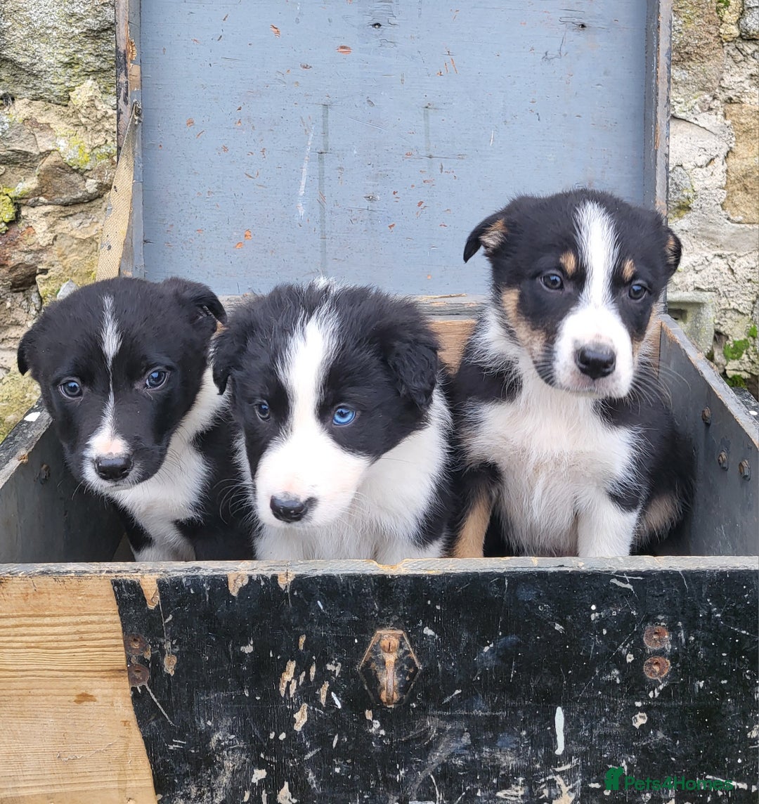 Border Collie dogs for sale: Farm bred, Tri coloured border collie puppies  - Advert 1
