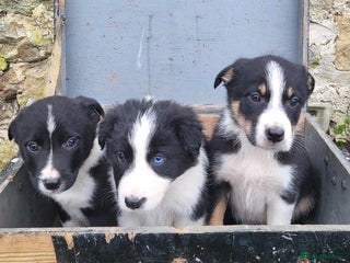 Border Collie dogs Farm bred, Tri coloured border collie puppies - Advert 4