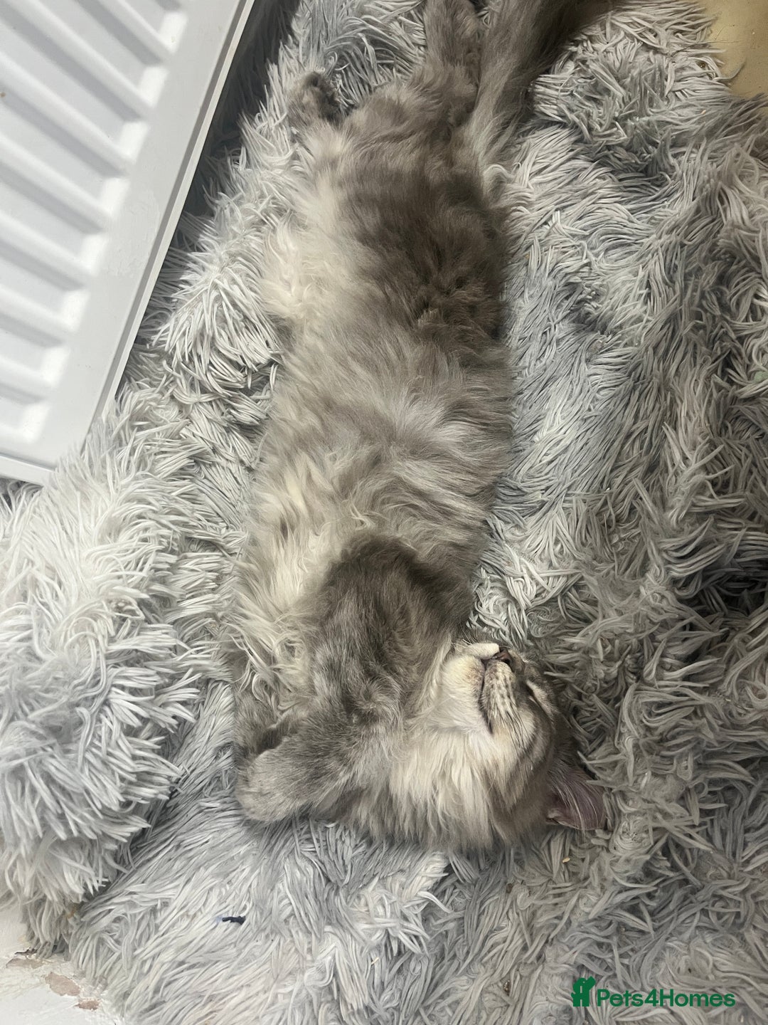 Maine Coon cats for sale: Last 2 boys left   - Image 19