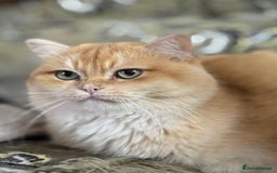 British Shorthair cats for sale: 🌟Purebred British Shorthair Golden Kittens🌟 - Image 12