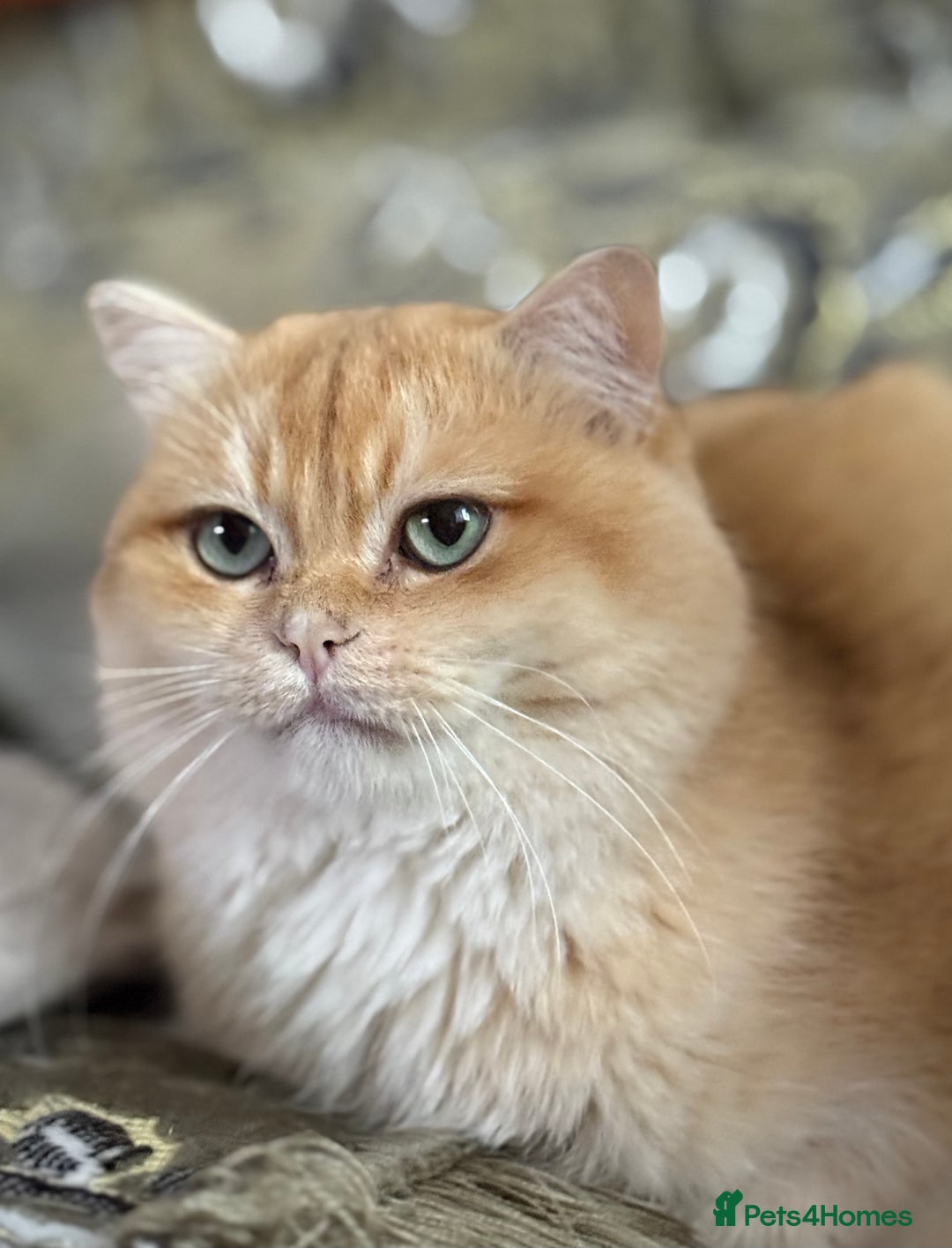 British Shorthair cats for sale: 🌟Purebred British Shorthair Golden Kittens🌟 - Image 12