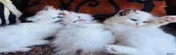 Ragdoll cats for sale: Ragdoll kittens  - Advert 7