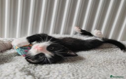 Mixed Breed cats for sale: Marble Bengal cross  - Image 14