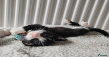Mixed Breed cats - Advert 3