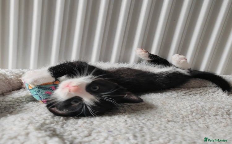 Mixed Breed cats - Advert 16