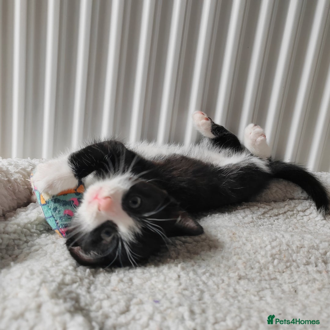 Mixed Breed cats for sale: Marble Bengal cross  - Image 14