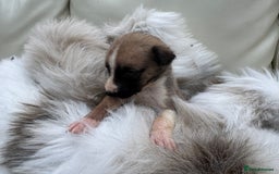 Mixed Breed dogs for sale: 🐾 Beautiful Whippet x Collie Puppies! 🐾 - Image 15