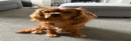 Cavalier King Charles Spaniel dogs for sale: 9 month old King Charles - Advert 3