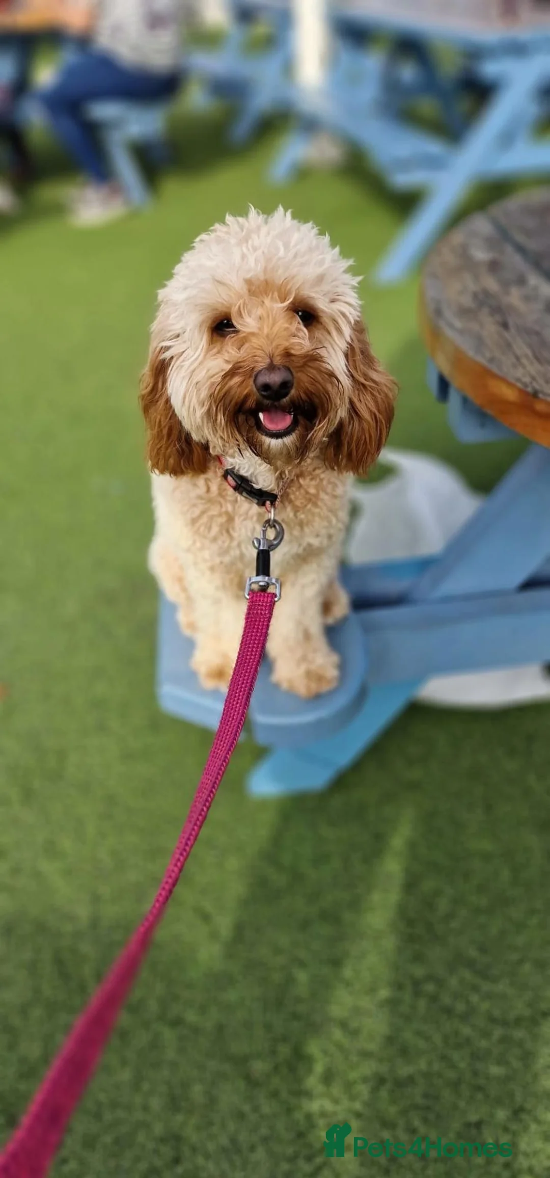 Cavapoo dogs for sale: 8 gorgeous F2B Toy cavapoo puppies. 4 boys 4 girls in Rhyl - Advert 13