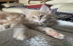 Maine Coon cats for sale: Purebred Maine Coons looking for a loving home 😻 - Image 11