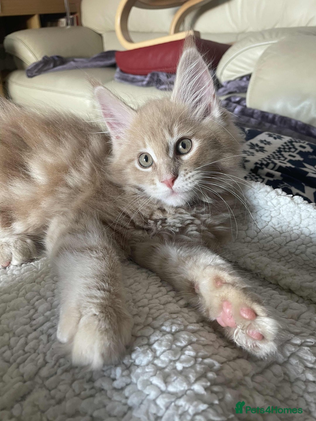 Maine Coon cats for sale: Purebred Maine Coons looking for a loving home 😻 - Image 11