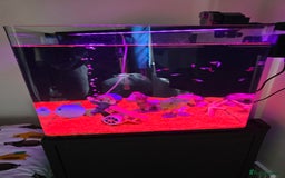 Tetras fish for sale: 50L Aquarium - Image 2