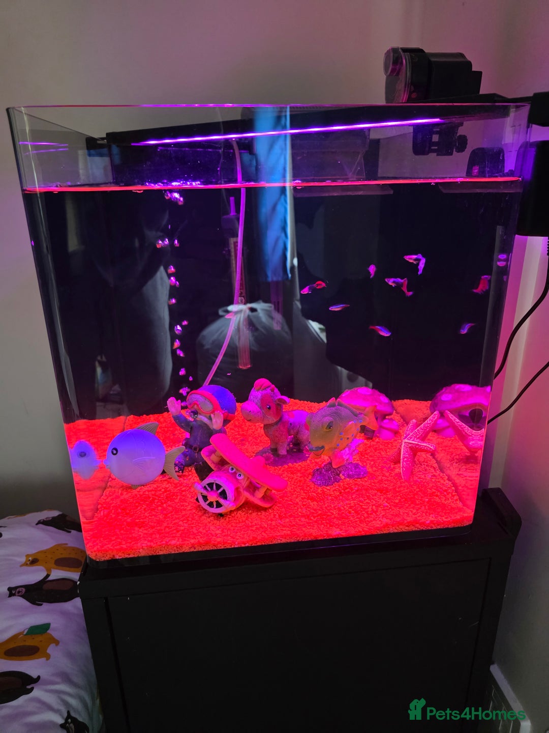 Tetras fish for sale: 50L Aquarium - Image 2