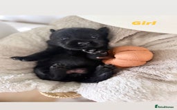 Labrador Retriever dogs for sale: Show Type Chunky Labradors  - Image 6