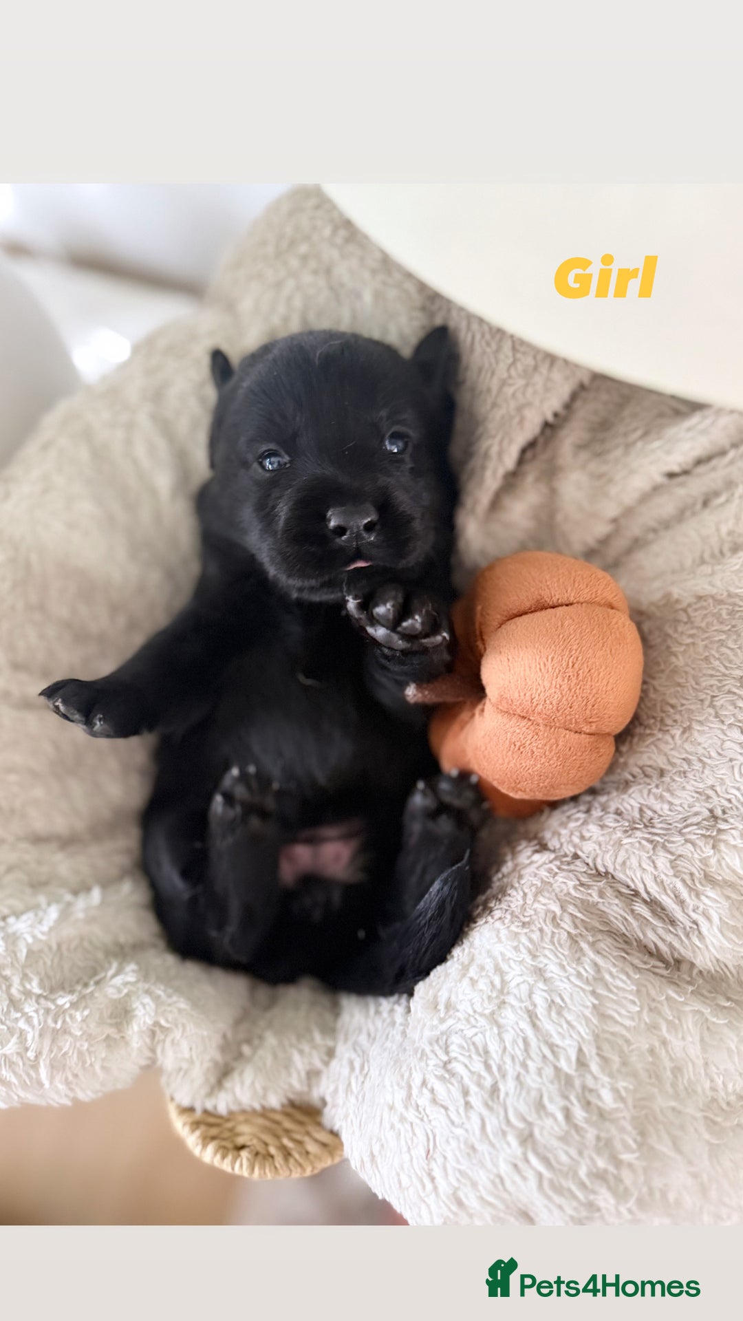 Labrador Retriever dogs for sale: Show Type Chunky Labradors  - Image 6