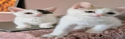 Munchkin cats for sale: Beautiful Munchkin kittens  - Advert 22