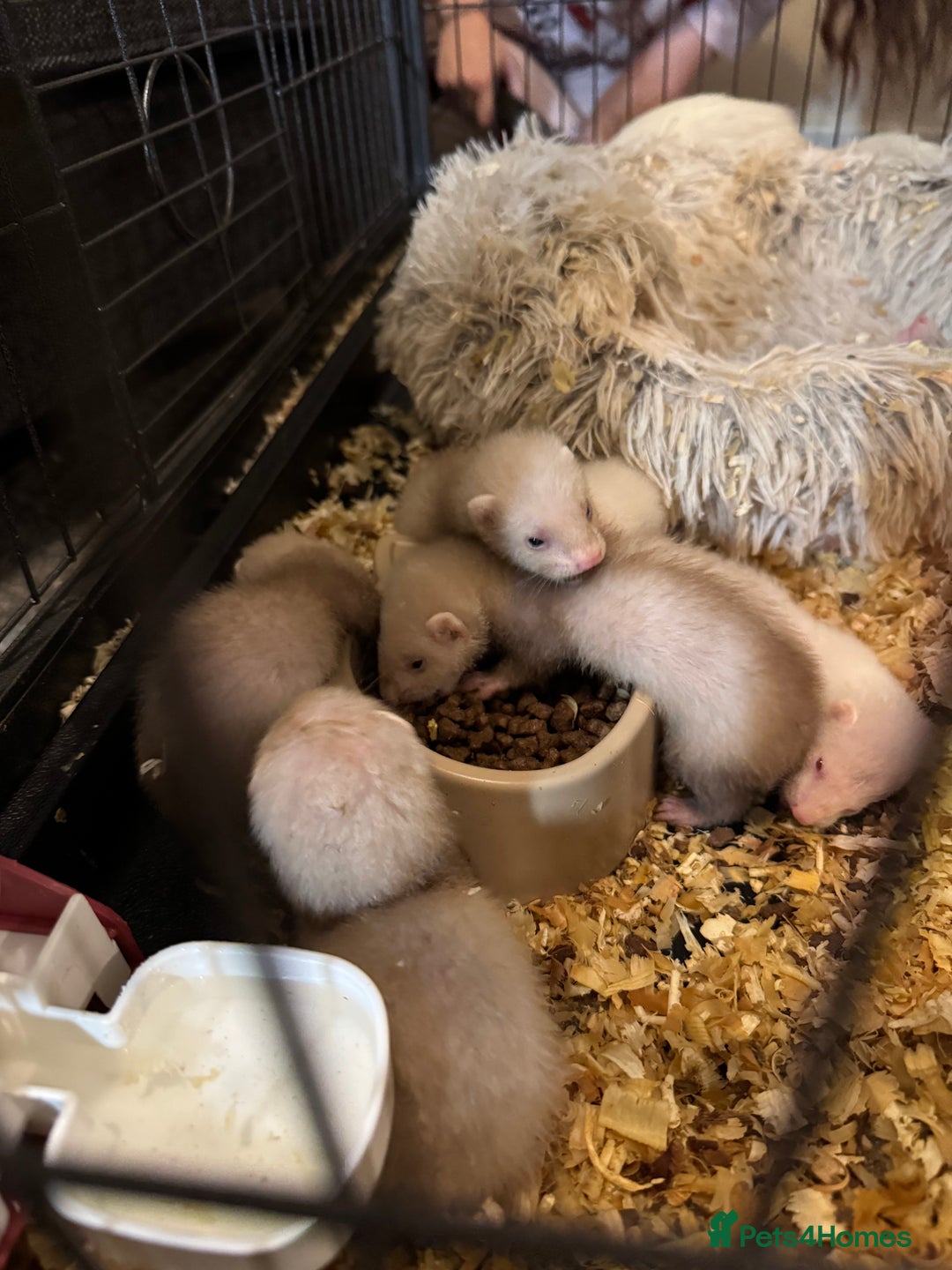 Ferret rodents for sale: Ferrets for sale  - Image 1