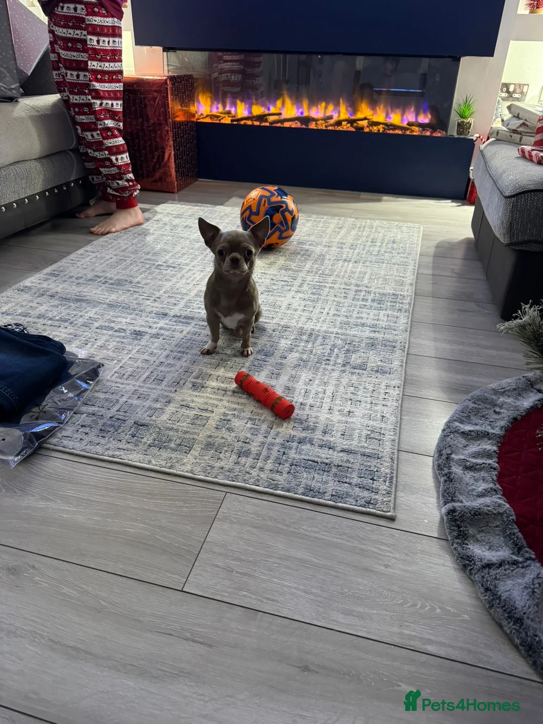 Chihuahua dogs for stud: **Well Proven Stud**- Stunning Lilac Smooth Coat  in Morecambe - Advert 14