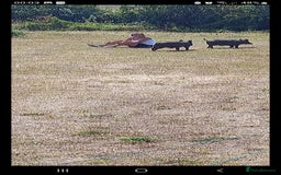 Pig livestock for sale: Ronnie and reggie  - Image 6
