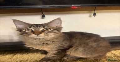 Maine Coon cats - Advert 15