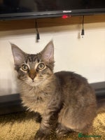 Maine Coon cats - Advert 15