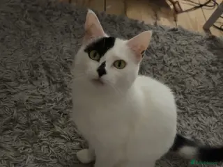 British Shorthair cats Cleo 6 years old - Advert 3