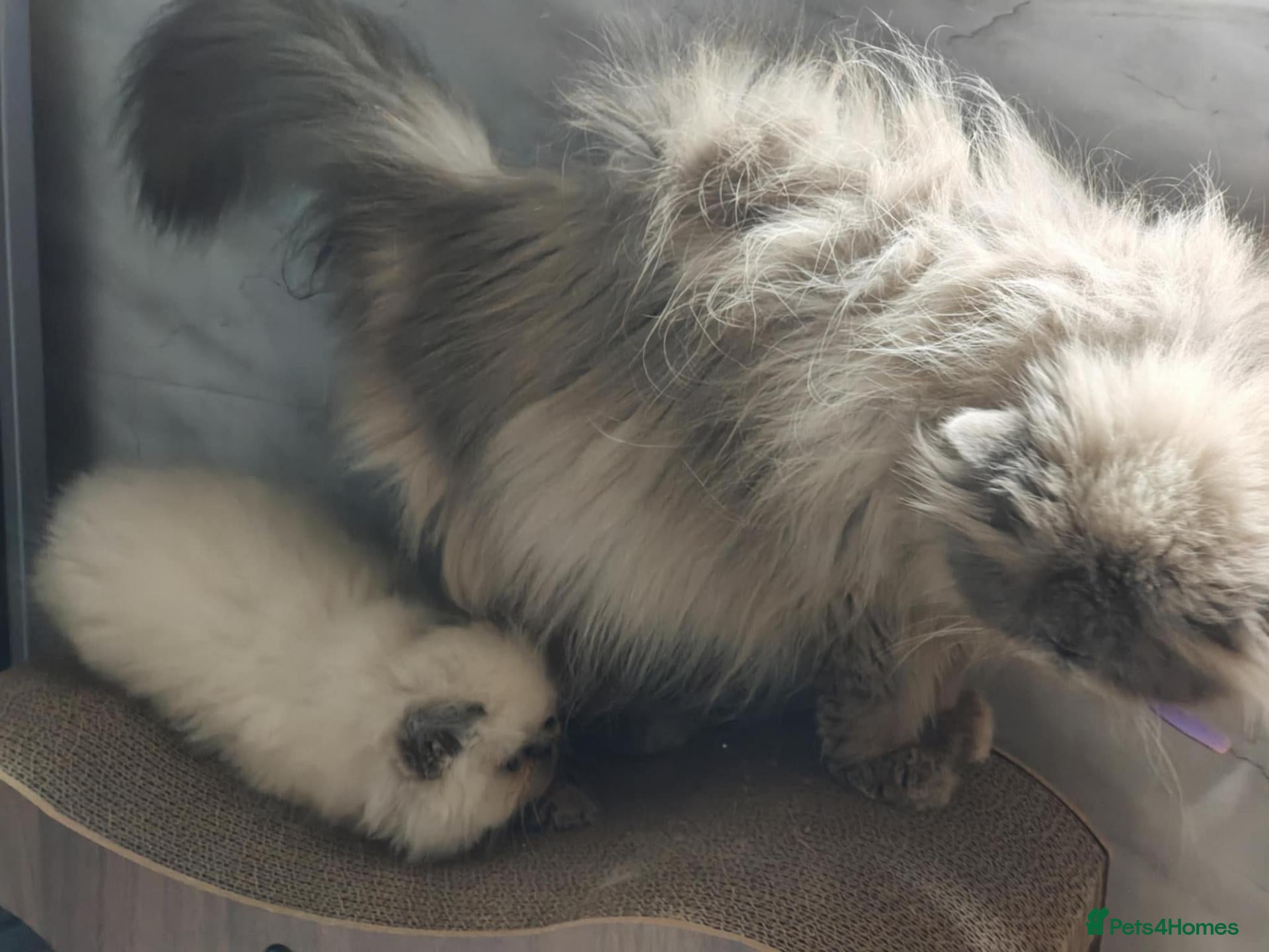 Persian cats Colorpoint Persian x Kittens - Advert 1