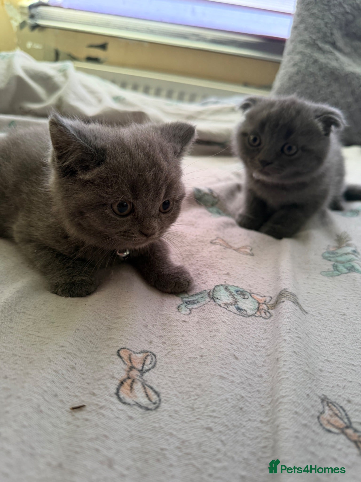 British Shorthair cats British shorthair - Advert 1