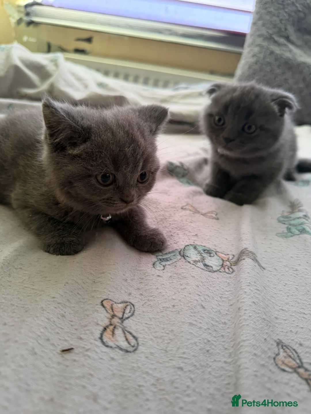 British Shorthair cats for sale: British shorthair - Advert 1