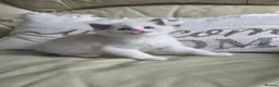 Ragdoll cats for sale: GCCF Gorgeous Ragdoll kittens  - Advert 4