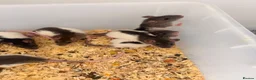 Rat rodents for sale: Baby rats for sale  - Advert 7