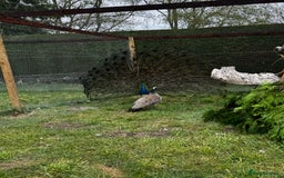 Mixed Breed birds for sale: Indian Blue Peafowl - Image 6