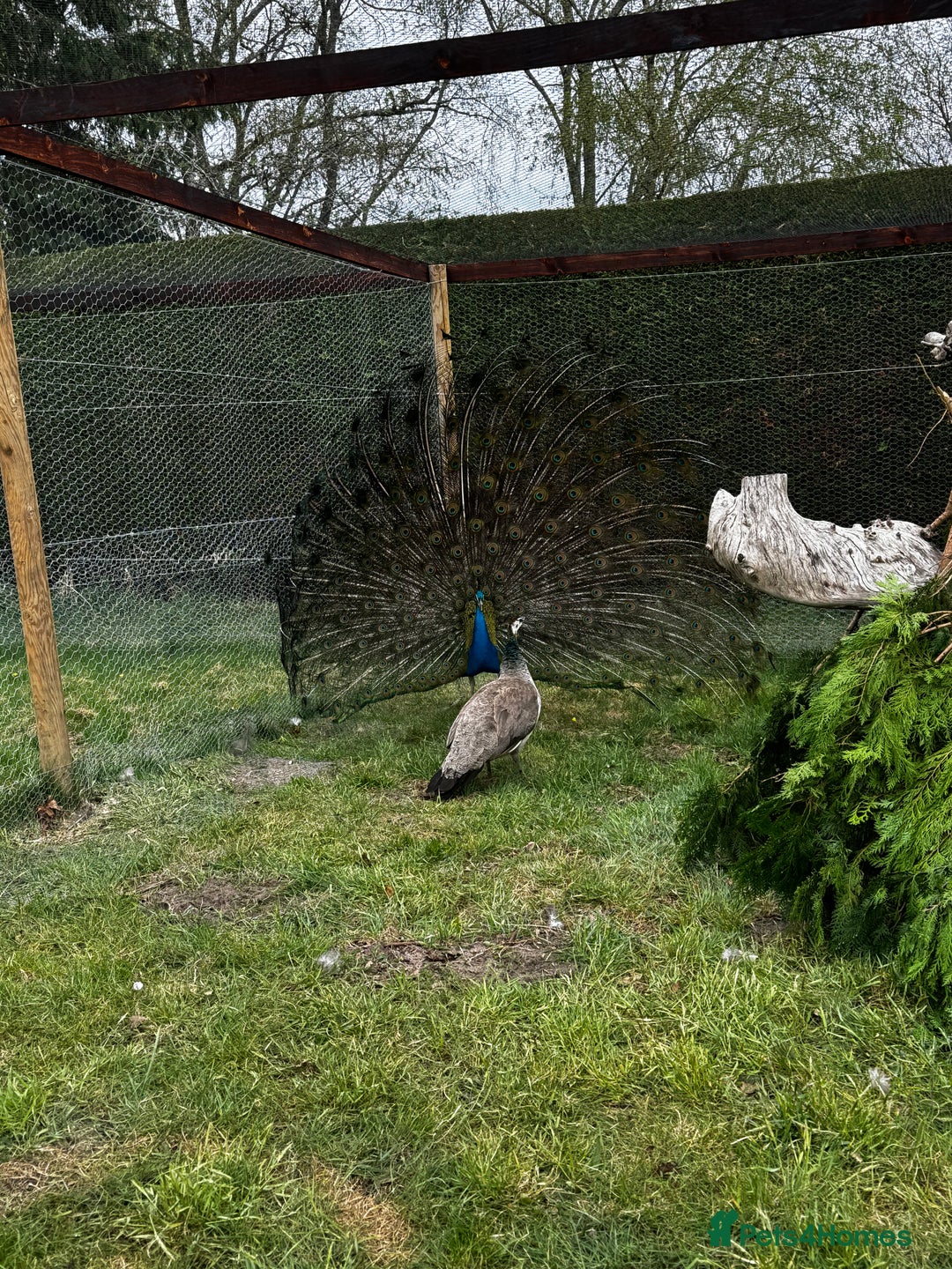 Mixed Breed birds for sale: Indian Blue Peafowl - Image 6