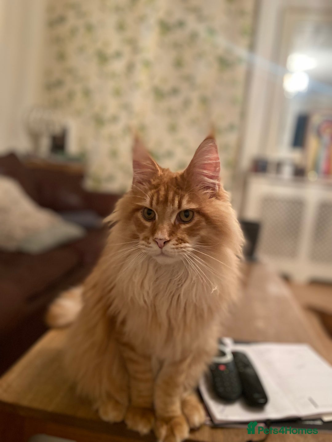 Maine Coon cats for sale: GCCF Registered Maine Coons Ready 16th August  in Banbury - Image 13