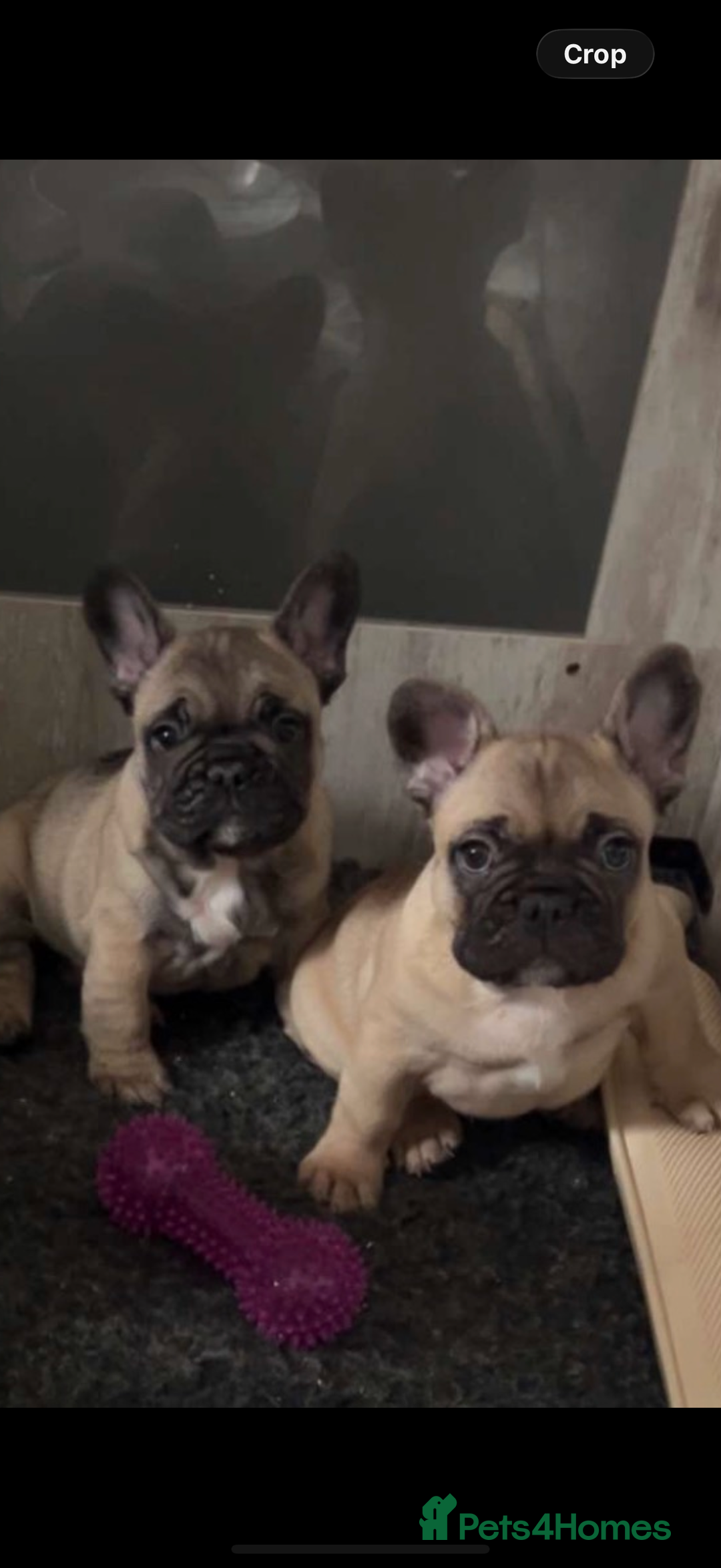 French Bulldog dogs for sale: French Bulldog Puppies PET PRICED  - Advert 1