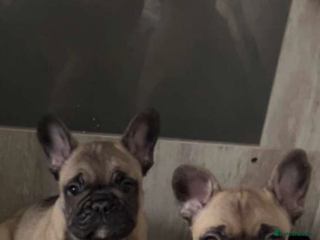 French Bulldog dogs French Bulldog Puppies PET PRICED - Advert 8