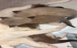 Ragdoll cats for sale: Ragdoll - Image 3