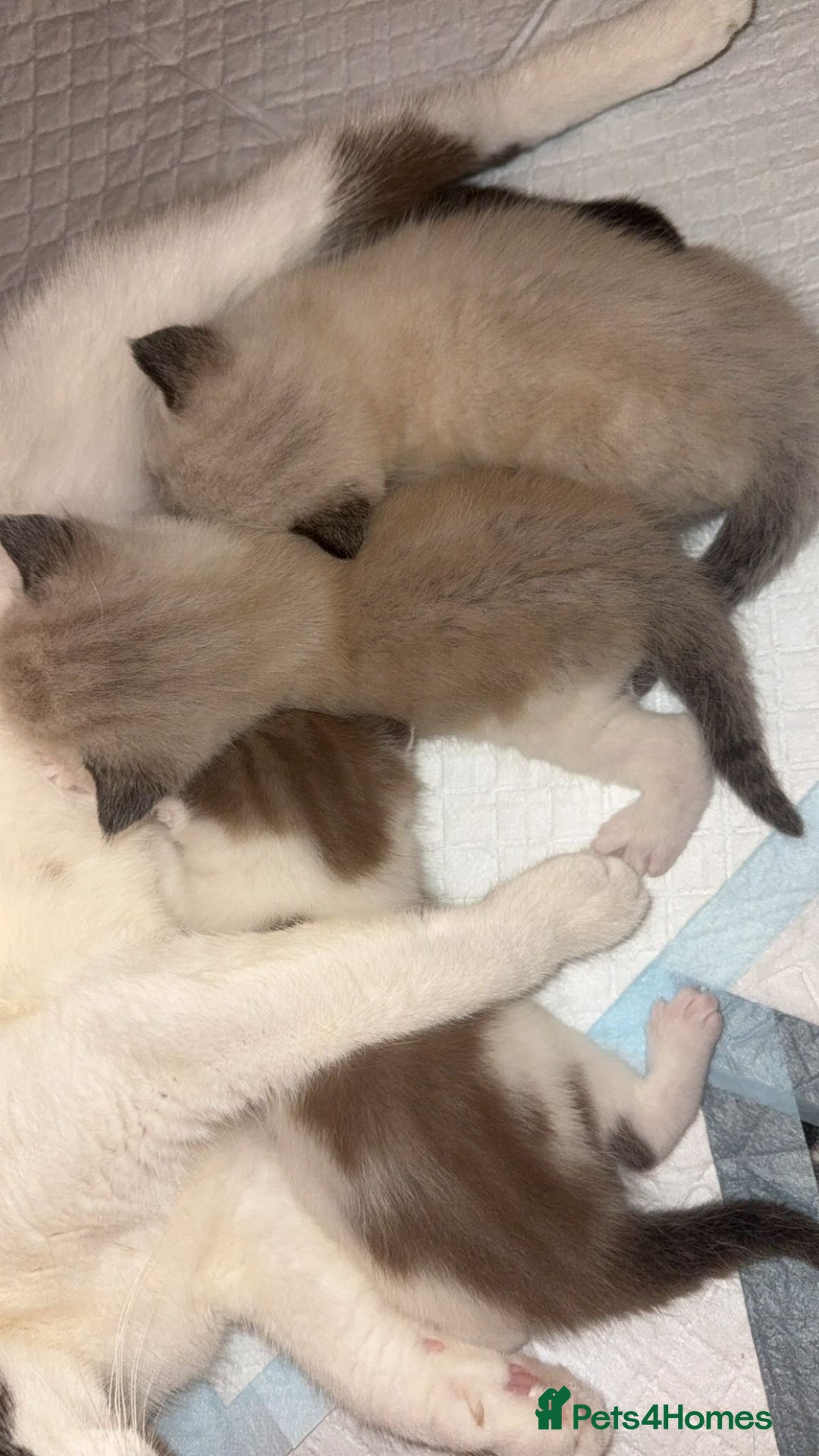 Ragdoll cats for sale: Ragdoll - Image 3