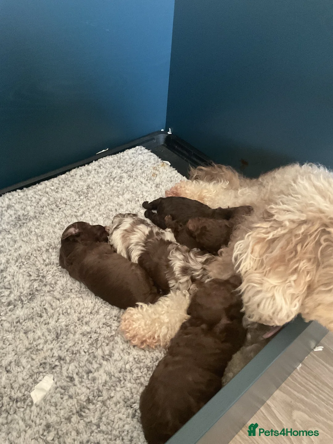 Cockapoo dogs for sale: Beautiful ToyF1BB - Advert 2