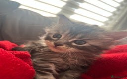 Maine Coon cats for sale: Maine coone kittens  - Image 9