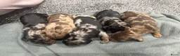 Miniature Dachshund dogs for sale: 🐾 Miniature Dachshund Puppies – KC registered 🐾 in Birmingham - Advert 24