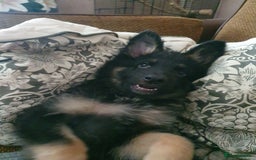 German Shepherd dogs for sale: 10 German Shepherd puppies for sale - Image 17