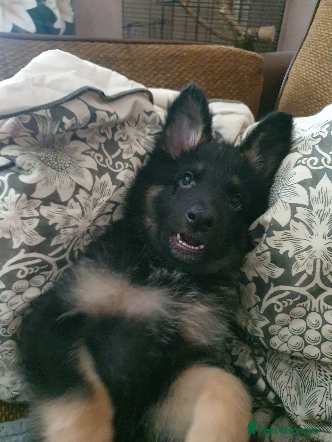 German Shepherd dogs for sale: 10 German Shepherd puppies for sale - Image 17