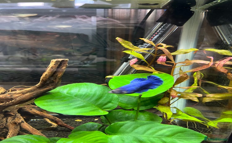 Bettas fish - Advert 8