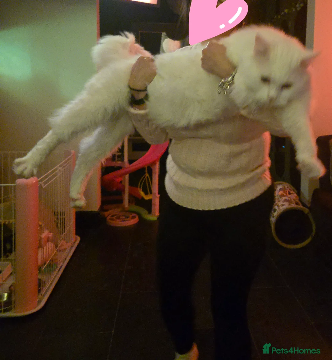 Maine Coon cats for stud: XXL Rare solid white Maine coon stud. in Wigan - Advert 12