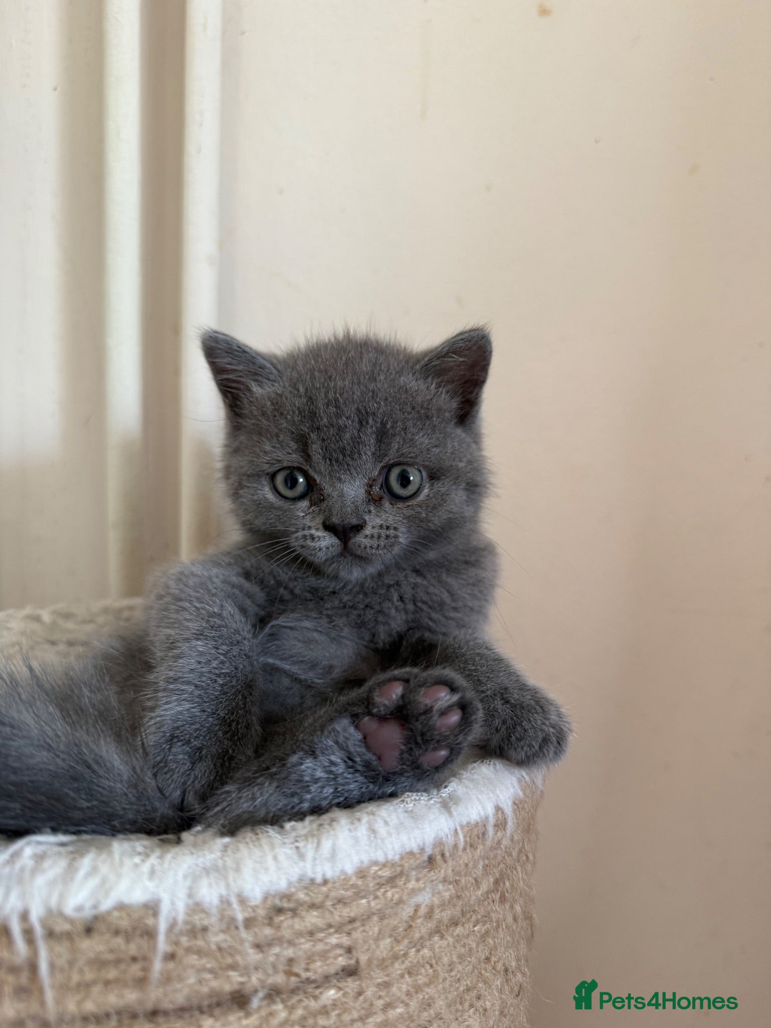 Scottish Fold cats Scottish kittens available now  - Advert 3