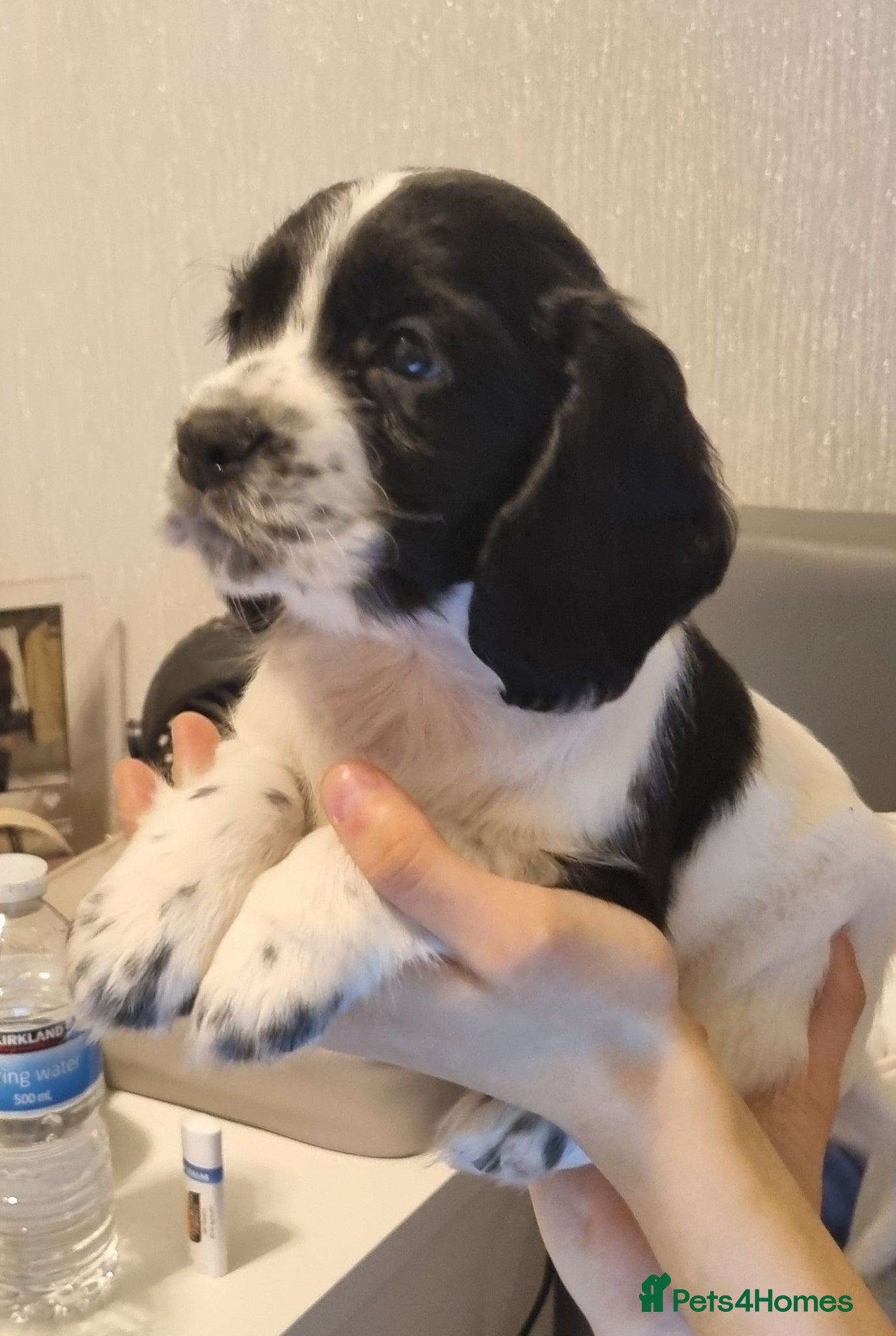 Cocker Spaniel dogs Adorable Cocker Spaniel Puppies for Sale 🐾 - Advert 2