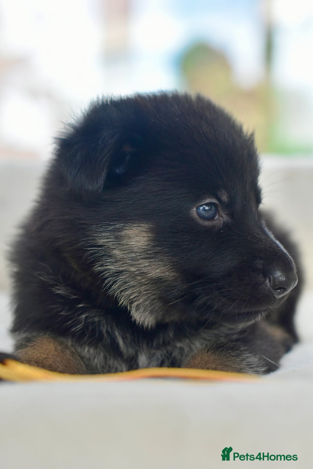 German Shepherd dogs for sale: 5 Generation KC - straight backed GSD puppies  - Image 13