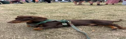 Dachshund dogs for stud: Marti is ready for stud  in Bracknell - Advert 2