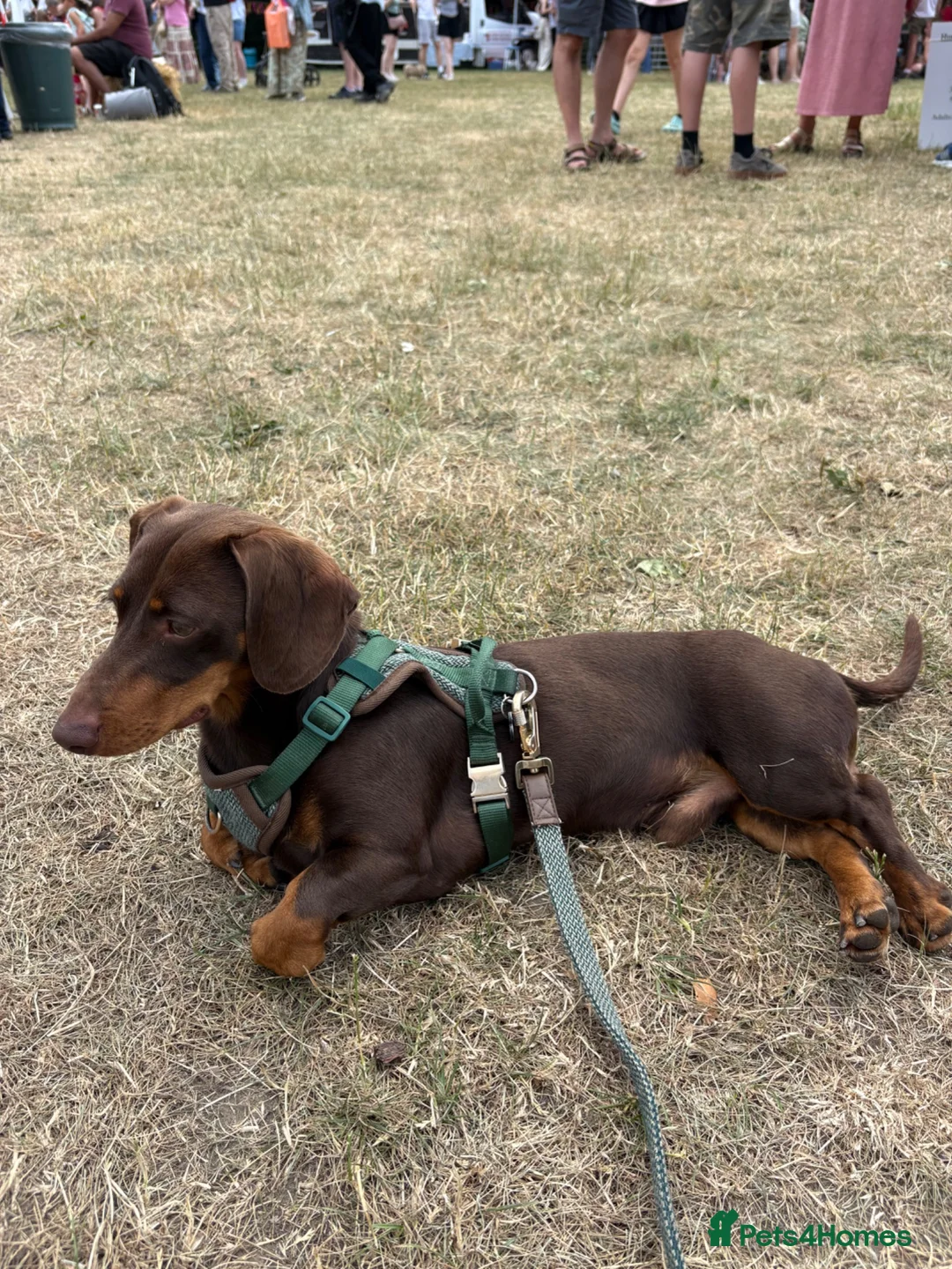 Dachshund dogs for stud: Marti is ready for stud  in Bracknell - Advert 2